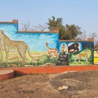 Cheetah in Kuno: कूनो नेशनल पार्क में अब खुलकर जिएंगे चीते, बड़े बाड़े से दो-दो करके छोड़े जाएंगे