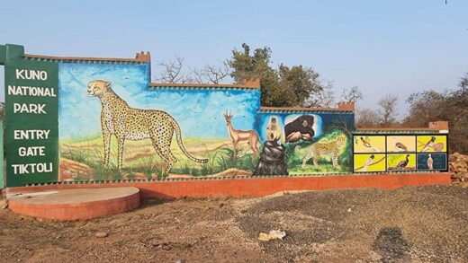 Cheetah in Kuno: कूनो नेशनल पार्क में अब खुलकर जिएंगे चीते, बड़े बाड़े से दो-दो करके छोड़े जाएंगे