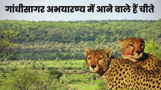 Cheetah in MP: गांधीसागर अभयारण्य में तैयारी हुई तेज, साल के अंत तक आ सकते हैं चीते