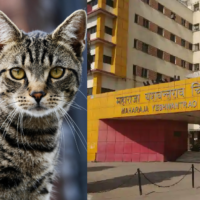 MY Hospital : जब बिल्ली ने ठप्प कर दी एमपी के बड़े अस्पताल की बिजली | Power outage in MY Hospital due to cat getting stuck in power panel