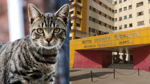 MY Hospital : जब बिल्ली ने ठप्प कर दी एमपी के बड़े अस्पताल की बिजली | Power outage in MY Hospital due to cat getting stuck in power panel