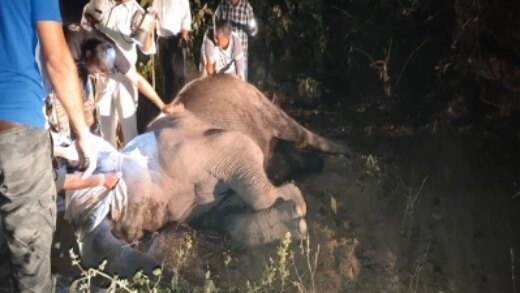 उमरिया में मृत मादा हाथियों की मौत की वजह पता चली … इसलिए गई आठ जानें