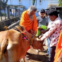 गोशाला की 1600 गायों को सजाने का उत्सव शुरू:  गायों को परोसेंगे 500 किलो लड्‌डू, बड़ी संख्या में जुटेंगे गो भक्त – Indore News