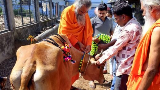 गोशाला की 1600 गायों को सजाने का उत्सव शुरू:  गायों को परोसेंगे 500 किलो लड्‌डू, बड़ी संख्या में जुटेंगे गो भक्त – Indore News