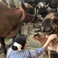 जैकलीन फर्नांडीज ने गायों की पूजा की:  खाना खिलाते हुए भी आईं नजर, फैंस बोले- क्रिश्चियन होकर भी निभाई हिंदू संस्कृति