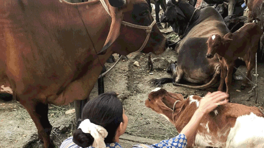 जैकलीन फर्नांडीज ने गायों की पूजा की:  खाना खिलाते हुए भी आईं नजर, फैंस बोले- क्रिश्चियन होकर भी निभाई हिंदू संस्कृति