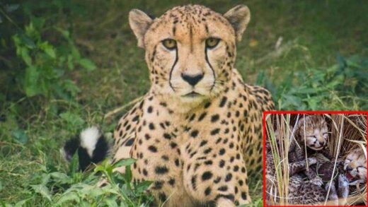 Kuno Cheetah: कूनो में हाल में जन्में दोनों चीता शावक मृत मिले, 22 नवंबर को निर्वा ने दिया था जन्म