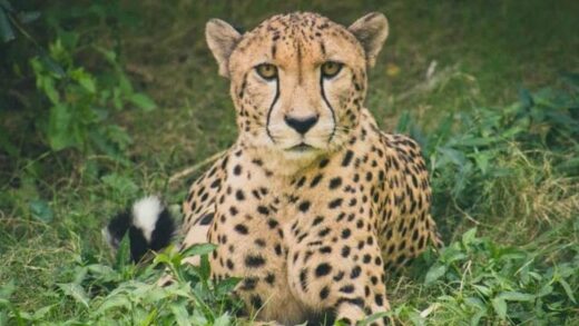 Kuno National Park से फिर आई खुशखबरी, Cheetah निर्वा ने दिया चार शावकों को जन्म