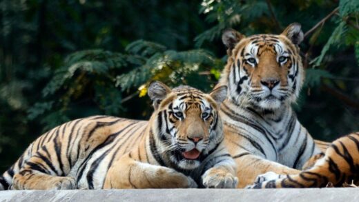 Tiger in Indore Zoo: सेहतमंद रहे बाघ का कुनबा, इसलिए अब करेंगे वंशावली में बदलाव