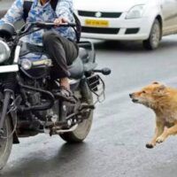 एमपी में किडनैपर्स पर भारी पड़े स्ट्रीट डॉग्स, बाल-बाल बची बच्ची | Street Dogs Saved the life of 10 year Old Girl When She Was Getting Kidnapped