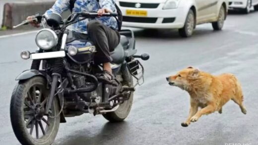 एमपी में किडनैपर्स पर भारी पड़े स्ट्रीट डॉग्स, बाल-बाल बची बच्ची | Street Dogs Saved the life of 10 year Old Girl When She Was Getting Kidnapped