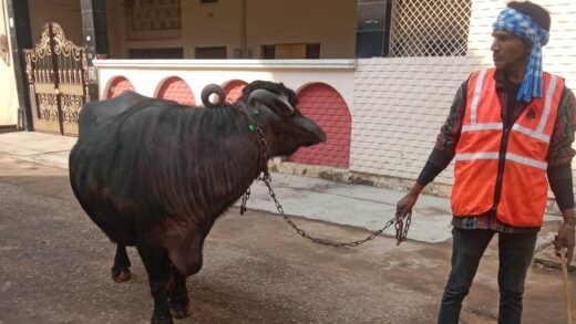 ग्‍वालियर में अजब गजब मामला! गंदगी फैलाने पर भैंसें जब्त कीं, जुर्माना वसूलकर छोड़ा