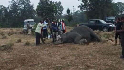 बांधवगढ़ में हाथियों की मौत पर PMO ने मांगी रिपोर्ट, अभी तक निष्कर्ष पर नहीं पहुंचे विशेषज्ञ