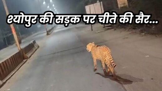 Cheetah in Sheopur: श्योपुर में सड़क पर घूमती नजर आई अग्नि चीता, कुत्ते का किया शिकार