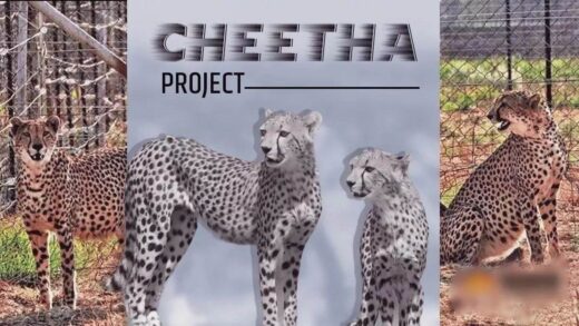 International Cheetah Day 2024: मध्य प्रदेश में चीता प्रोजेक्ट सफलता की ओर, 19 में से 12 शावकों का जीवित रहना अच्छे संकेत