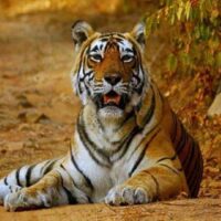 MP Tigers: छत्तीसगढ़, राजस्थान और ओडिशा में भी दहाड़ेंगे मध्य प्रदेश के बाघ