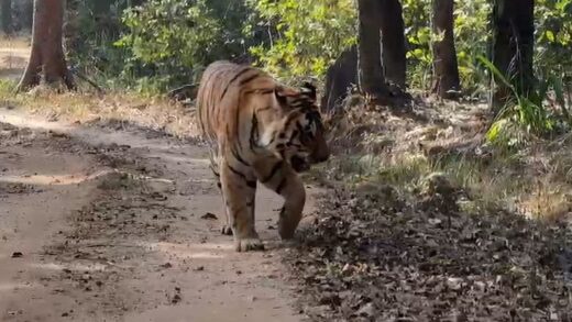 कान्हा नेशनल पार्क में लंगड़ाता नजर आया एम1 मेल टाइगर:  किसली जोन में एक बाघ से भिड़ंत में हुआ घायल, पार्क प्रबंधन कर रहा निगरानी – Mandla News