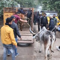 पशुओं के 2 अवैध बाड़ों पर निगम की कार्रवाई, बाड़ों से गाय लेकर जा रही निगम की टीम पर हमला | Patrika News