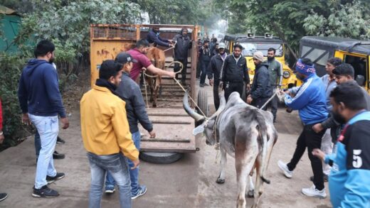 पशुओं के 2 अवैध बाड़ों पर निगम की कार्रवाई, बाड़ों से गाय लेकर जा रही निगम की टीम पर हमला | Patrika News