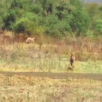 निडरता से घूम रहे‎ शावक:  कूनो में भारतीय चीतों ने पहली बार देखा सियार,उसको खूब दौड़ाया, लकड़बग्घा दिखा तब भी बिना डरे डटे रहे – Sheopur News