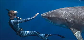 Nature Doc 'Shark Whisperer' Official Trailer Following Ocean Ramsey
