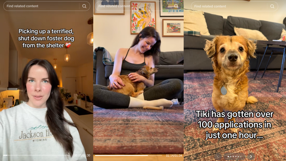 The viral TikTok dog who stole the internet’s heart is now ready for adoption