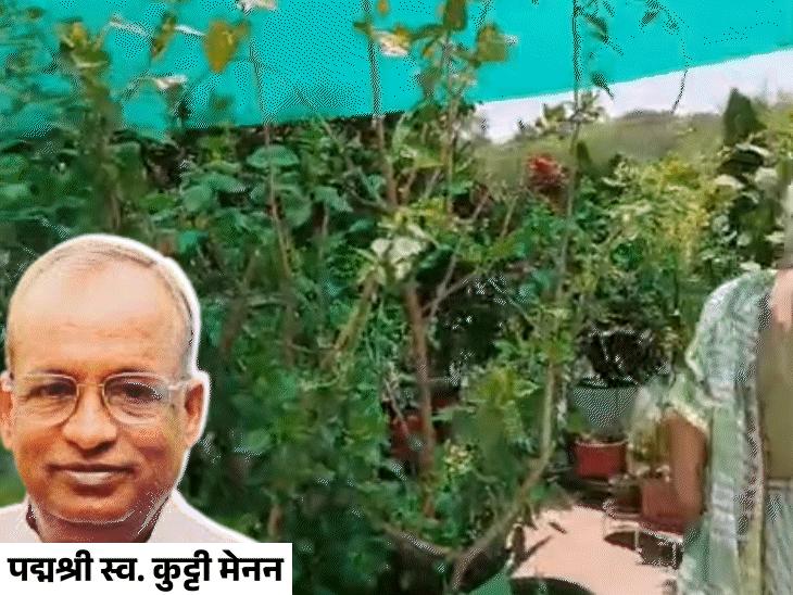 इंदौर का बंगला जिसका टेम्प्रेचर रहता है 6 डिग्री कम:  पद्मश्री कुट्‌टी मेनन ने 2000 स्क्वायर फीट में डेवलप किया ईको सिस्टम, अब पत्नी कर रही सेवा – Indore News