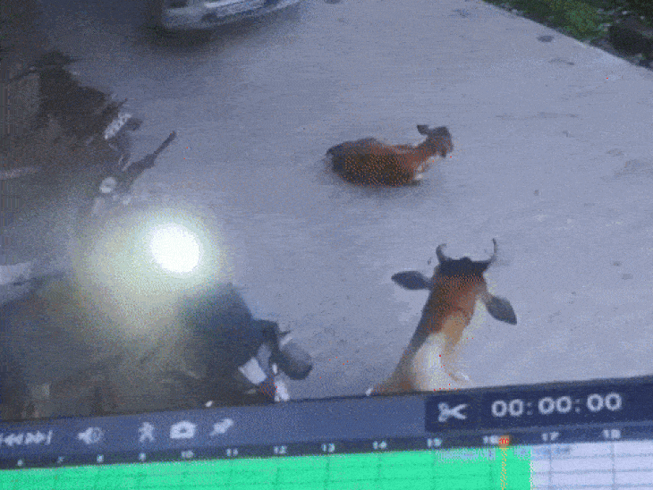 सतना में कार ने कुचला गाय का बछड़ा, CCTV:  घटना के बाद बिना रुके भागा आरोपी; बजरंग दल के साथ थाने पहुंचे मालिक, शिकायत दर्ज – Satna News