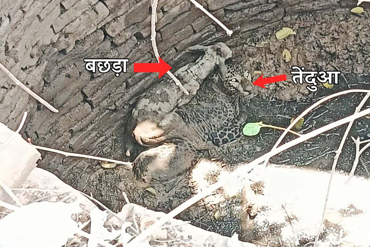 MP News: दुश्मन बने सहारा, तेंदुए पर लात डालकर बैठा रहा बछड़ा, चाटकर किया दुलार | Mp News Leopard Calf Fall In Well Rescue 14 Hours Survival Story