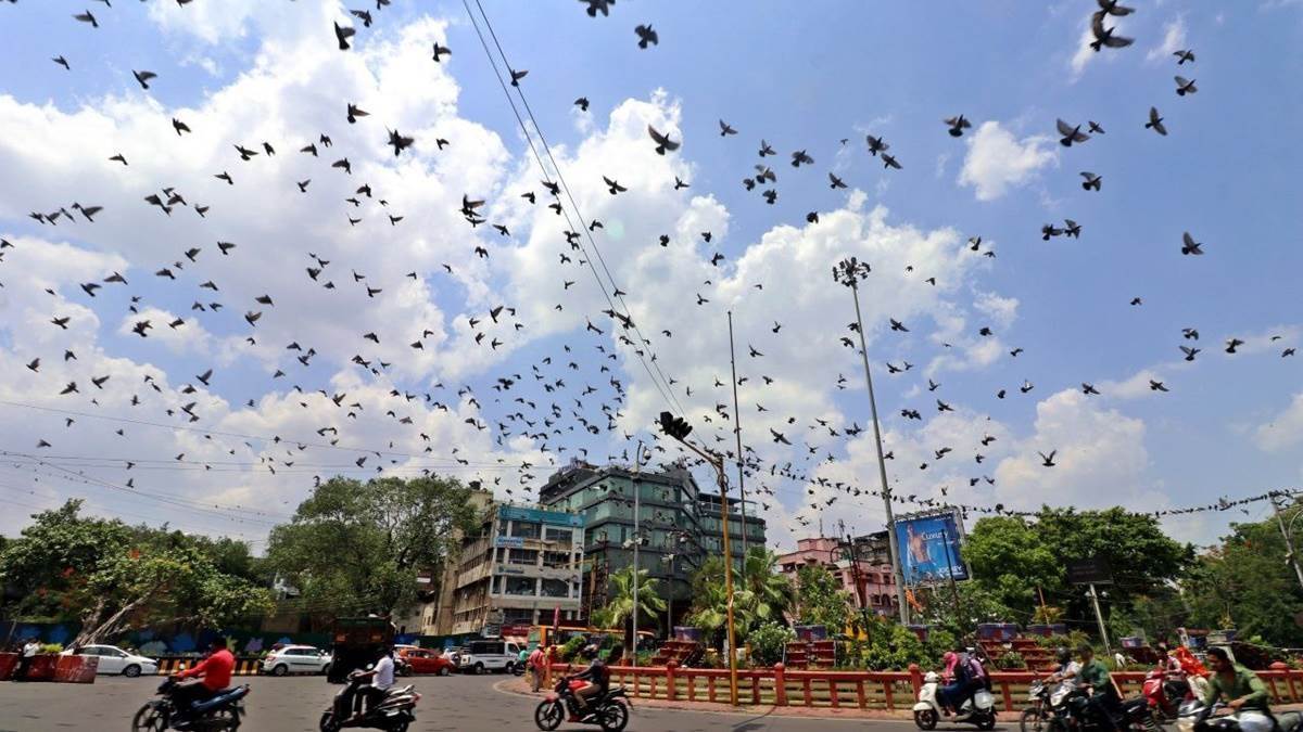 इंदौर में साफ हवा, फिर भी बढ़ी सांस की बीमारियां; परागकण और कबूतर बने बड़ा खतरा