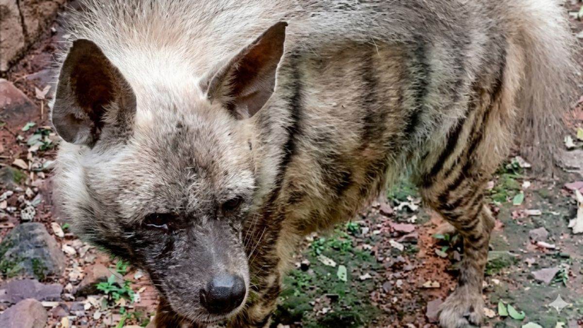खतरनाक नहीं, प्रकृति का ‘सफाईकर्मी’ है लकड़बग्घा, मिथकों को तोड़ती वन विहार की ‘सुंदरी’ की कहानी