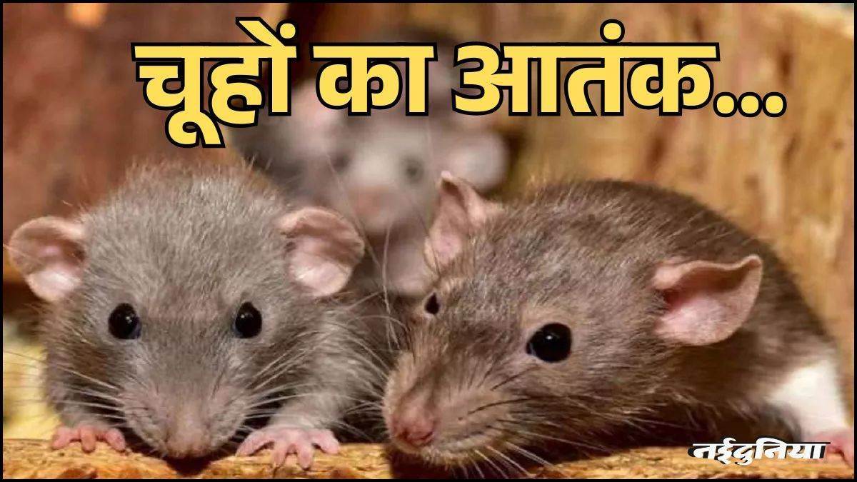 शाहपुरा तालाब किनारे चूहों का आतंक, आसपास बनाए 50 से अधिक बिल, जमीन को खोखली कर रहे डेढ़ किलो के चूहे