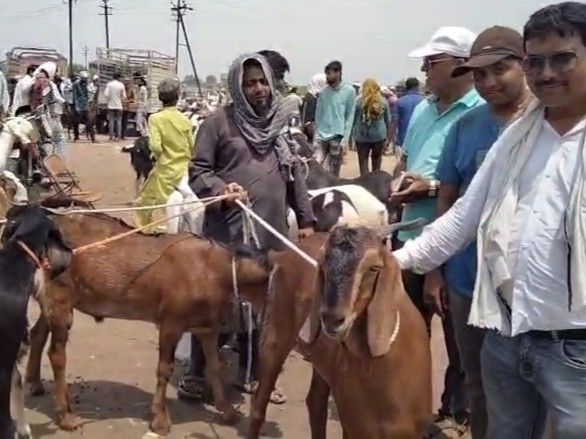 80 किलो के लाल बकरे पर 1.40 लाख की बोली:  खरगोन में पशुपालक ने रखी 1लाख 80 हजार की डिमांड, रोज बिक रहे 1000 बकरे – Khargone News