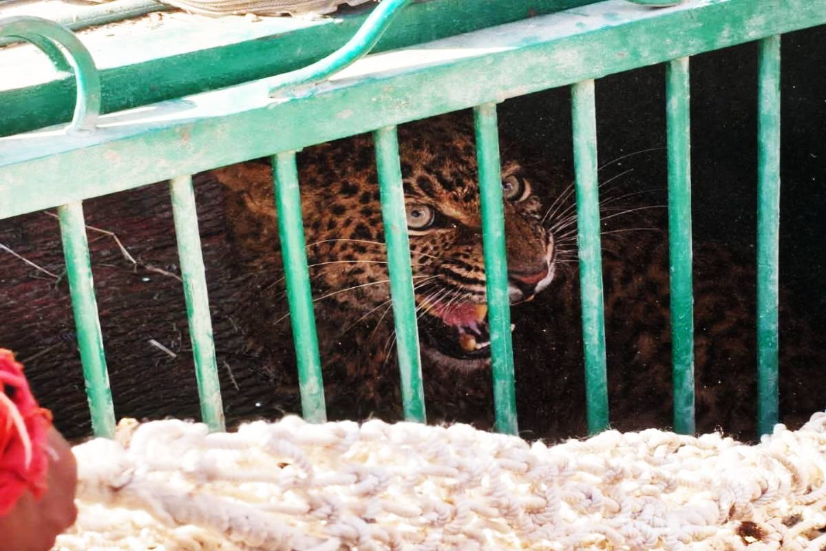 MP News: पाइप में फंसा तेंदुआ, 8 घंटे के रेस्क्यू के बाद जंगल में छोड़ा गया | Mp News Leopard Stuck In Pipe Rescue Operation 8 Hours Forest Release