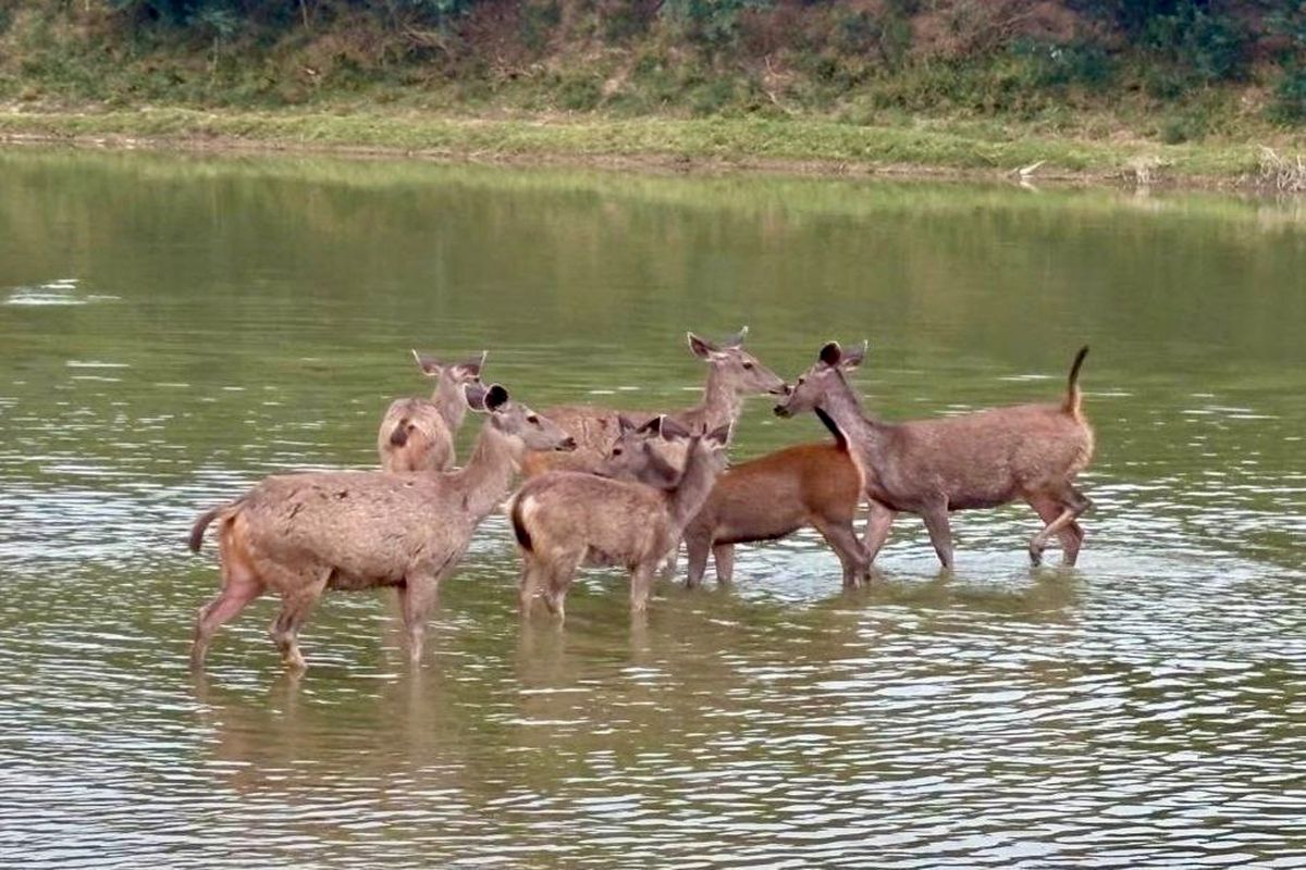 ओंकारेश्वर अभयारण्य में वन्यजीवों पर मौत का साया, चांदगढ़ रेंज में सांभर का शिकार | Wildlife Is No Longer Safe In The Proposed Omkareshwar Sanctuary Area Increasing Poaching Activities In The Forests Pose A Significant Threat To Wildlife Survival The Recent Case