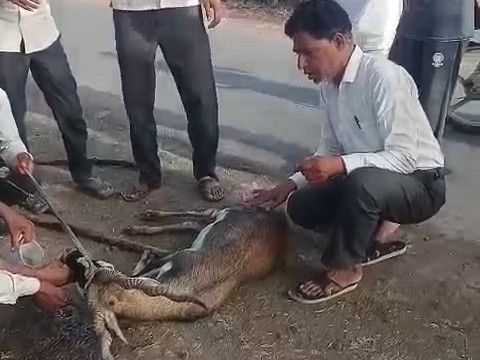 बरनावद जंगल में 4 कुत्तों ने हिरण पर झपटा मारा:  ग्रामीणों ने बचाया, घायल हिरण को पानी पिलाया; वन विभाग को सौंपा – shajapur (MP) News