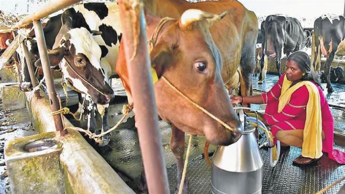अब आपको मोबाइल बताएगा कि अपनी गाय-भैंस को कितना खिलाएं तो कितना बढ़ेगा दूध