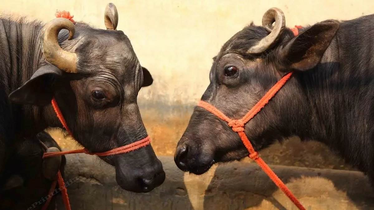 कभी विधानसभा चुनाव में थे बसपा प्रत्याशी, अब भैंस चोरी के मामले में गिरफ्तार, MP के झाबुआ में नेता जी से 25 हजार रुपए बरामद कभी विधानसभा चुनाव में थे बसपा प्रत्याशी, अब भैंस चोरी के मामले में गिरफ्तार, MP के झाबुआ में नेता जी से 25 हजार रुपए बरामद