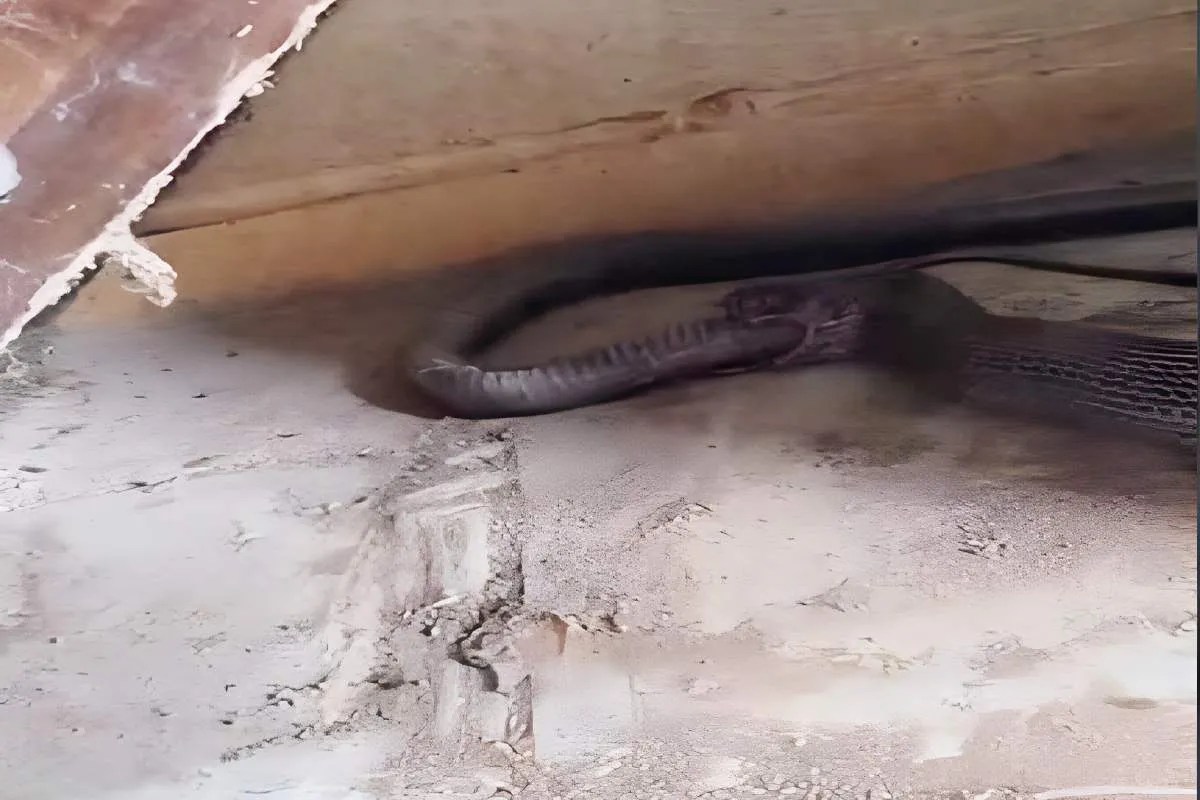 ‘मिलन नहीं हुआ तो नागिन को निगल गया नाग’ शिवपुरी के स्कूल से सामने आया RARE VIDEO | Snake Rare Video Rescue Nag Nagin School Viral News ‘मिलन नहीं हुआ तो नागिन को निगल गया नाग’ शिवपुरी के स्कूल से सामने आया RARE VIDEO | Snake Rare Video Rescue Nag Nagin School Viral News