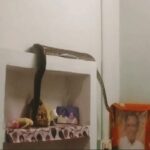 Datia News: रात 3 बजे सोए थे सास-बहू, सरसराहट से टूटी नींद, सामने दिखा 9 फीट लंबा अजगर | Python Enters Bedroom Instagram Help Datia Snake News