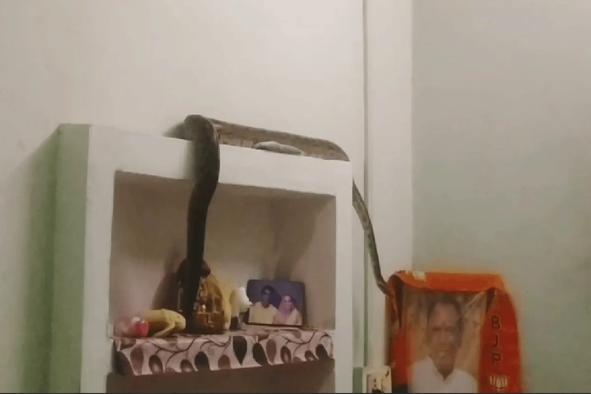 Datia News: रात 3 बजे सोए थे सास-बहू, सरसराहट से टूटी नींद, सामने दिखा 9 फीट लंबा अजगर | Python Enters Bedroom Instagram Help Datia Snake News Datia News: रात 3 बजे सोए थे सास-बहू, सरसराहट से टूटी नींद, सामने दिखा 9 फीट लंबा अजगर | Python Enters Bedroom Instagram Help Datia Snake News