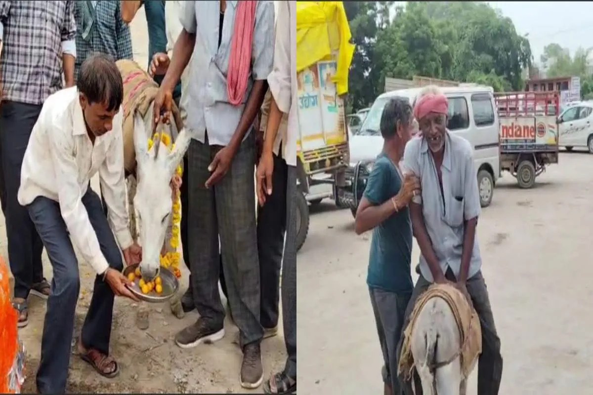 Neemuch News: बारिश के लिए अनोखा जतन, गधे को खिलाए गुलाब जामुन, नगर पटेल गधे पर उल्टा बैठाकर घुमाया | Rain Ritual Donkey Gulab Jamun Javad Madhya Pradesh