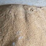 गोदाम में गेहूं खराब, कीड़ों से आटे में बदला:  मंडला में 35,787 बोरियों में 17,859 क्विंटल गेहूं स्टॉक, तीन स्टैक प्रभावित – Mandla News