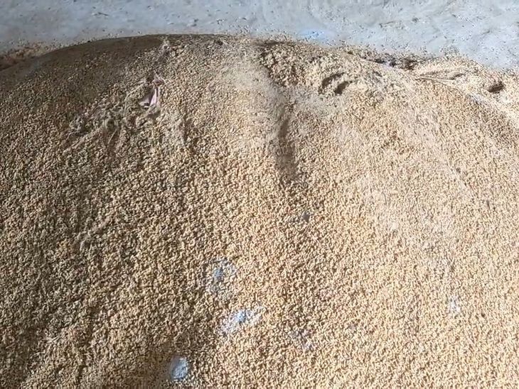 गोदाम में गेहूं खराब, कीड़ों से आटे में बदला: मंडला में 35,787 बोरियों में 17,859 क्विंटल गेहूं स्टॉक, तीन स्टैक प्रभावित – Mandla News गोदाम में गेहूं खराब, कीड़ों से आटे में बदला: मंडला में 35,787 बोरियों में 17,859 क्विंटल गेहूं स्टॉक, तीन स्टैक प्रभावित – Mandla News