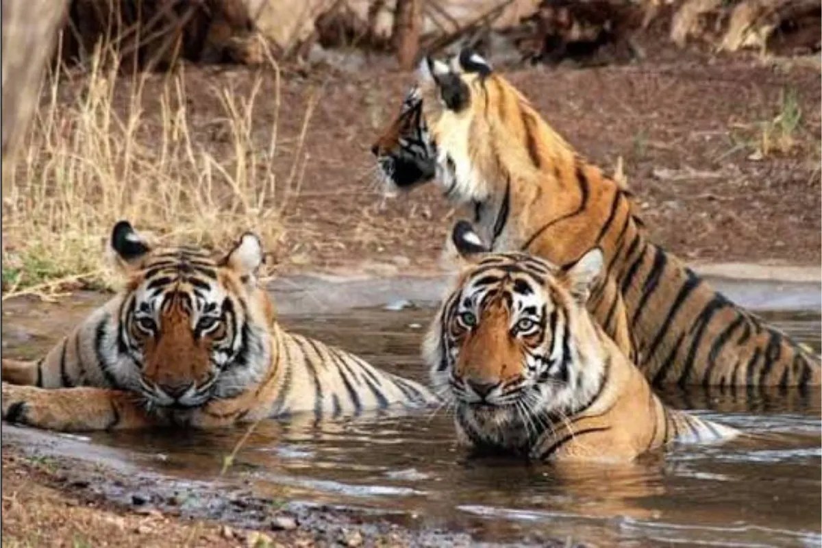 बाघों को बचाने के लिए मध्यप्रदेश लाएगा देश का पहला ‘टाइगर एक्शन प्लान’ | Madhya Pradesh To Introduce First Tiger Action Plan To Save Tigers