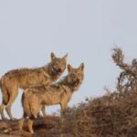Nauradehi Tiger Reserve: नौरादेही टाइगर रिजर्व बना 51 वर्ष से भेड़ियों का सुरक्षित ठिकाना | Nauradehi Tiger Reserve Safe Haven Indian Grey Wolf