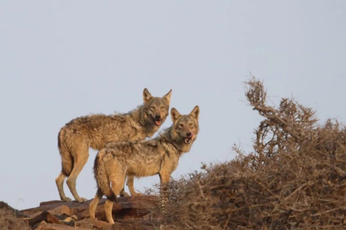 Nauradehi Tiger Reserve: नौरादेही टाइगर रिजर्व बना 51 वर्ष से भेड़ियों का सुरक्षित ठिकाना | Nauradehi Tiger Reserve Safe Haven Indian Grey Wolf Nauradehi Tiger Reserve: नौरादेही टाइगर रिजर्व बना 51 वर्ष से भेड़ियों का सुरक्षित ठिकाना | Nauradehi Tiger Reserve Safe Haven Indian Grey Wolf