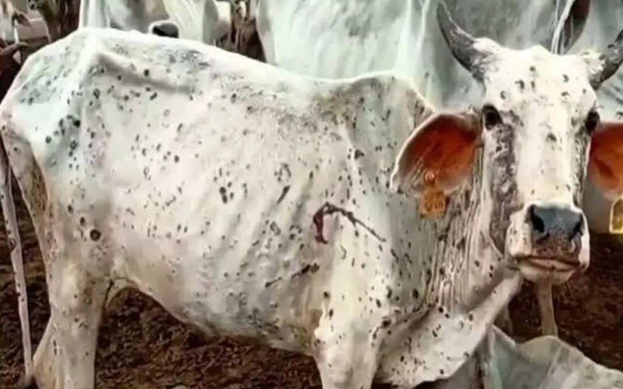काबू में नहीं आ रहा लम्पी वायरस, शहर में घूम रही संक्रमित गायें | Medical News काबू में नहीं आ रहा लम्पी वायरस, शहर में घूम रही संक्रमित गायें | Medical News