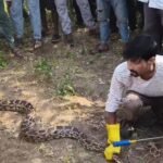आलीराजपुर के खेत में मिला 10 फीट लंबा अजगर:  बिल में घुसने पर वन विभाग की टीम ने खुदाई कर बाहर निकाला; देखने जुटे ग्रामीण – alirajpur News