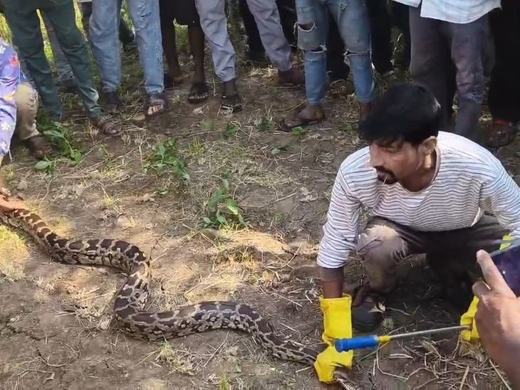 आलीराजपुर के खेत में मिला 10 फीट लंबा अजगर: बिल में घुसने पर वन विभाग की टीम ने खुदाई कर बाहर निकाला; देखने जुटे ग्रामीण – alirajpur News आलीराजपुर के खेत में मिला 10 फीट लंबा अजगर: बिल में घुसने पर वन विभाग की टीम ने खुदाई कर बाहर निकाला; देखने जुटे ग्रामीण – alirajpur News
